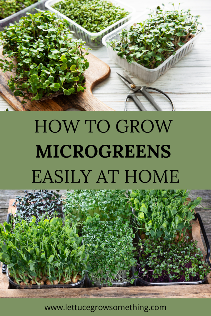 growing microgreens