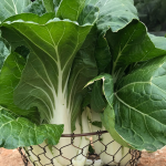 when to harvest bok choy plants
