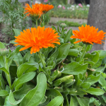 planting calendula seeds