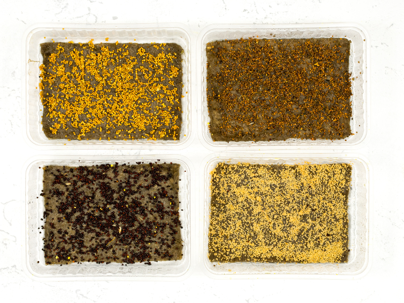 planting microgreen seeds
