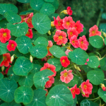how to grow nasturtiums from seed