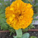 when to start marigold seeds indoors