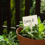 sage plant growing in a terra cotta pot outdoors with a plant label titled sage.