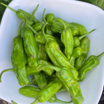 harvested shishito peppers in a white bowl in the garden