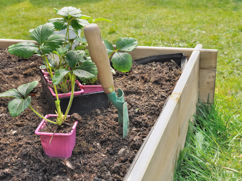 how to plant strawberry plants in the garden