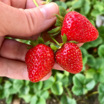 best soil for growing strawberry plants