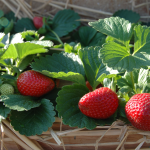 strawberries growing in a raised bed garden