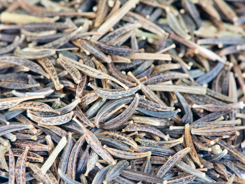 up close image of cosmos seeds