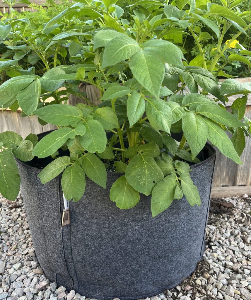 potatoes growing in an epic gardening felt grow bag.