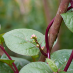 red vined malabar spinach growing up a bamboo trellis