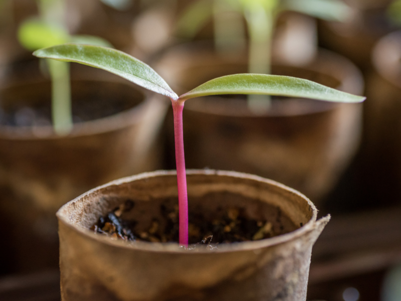 very young malabar spinach seedling in a cardboard tube