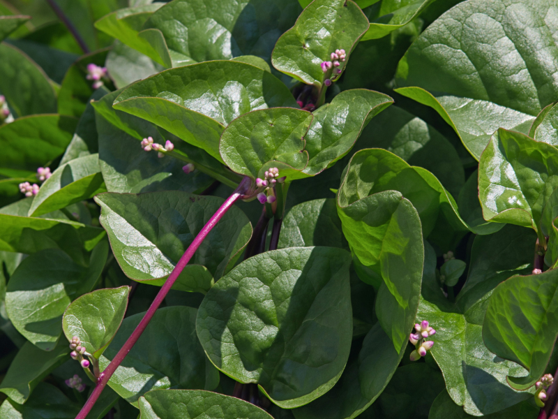 red vined malabar spinach 