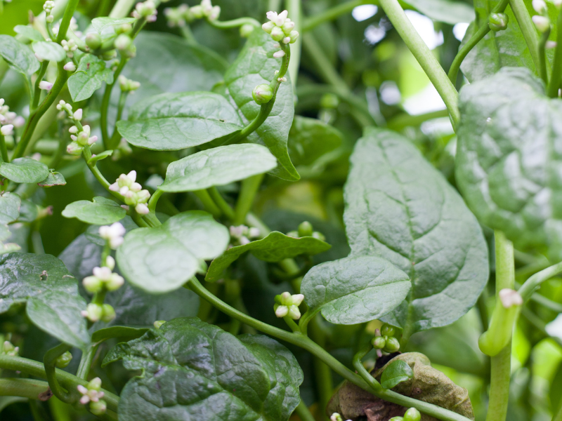 green vined malabar spinach ready to be harvested