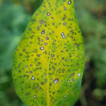 pepper leaf with bacterial leaf spot virus