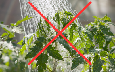 The Best Tips for Watering Your Tomato Plants