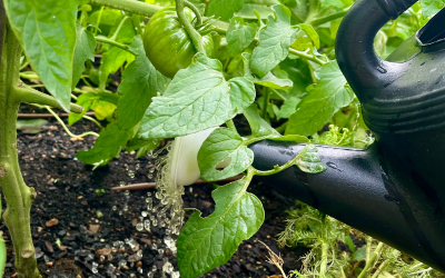 The Best Liquid Fertilizers to Maximize Tomato Harvests