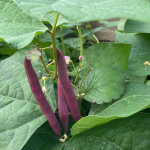 red swan bush beans growing
