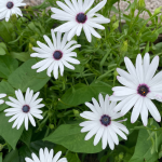 best flowers for raised beds - african daisies