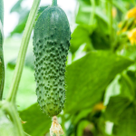 Growing Cucumbers in Raised Beds - Best Cucumber Varieties to Grow in Raised Beds