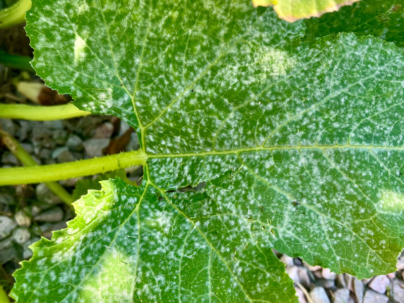 Growing Zucchini From Seed - Powdery Mildew