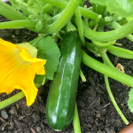 Growing Zucchini from Seed