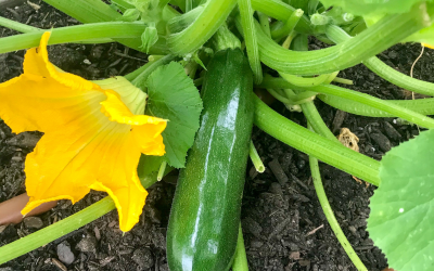 Beginner’s Guide to Growing Zucchini from Seed: Tips & Tricks