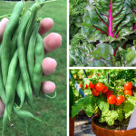 5 Easy Vegetables to Grow for Beginner Gardeners