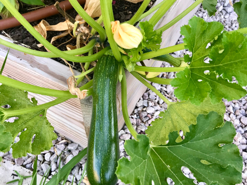 5 Easy Vegetables to Grow for Beginners - Zucchini