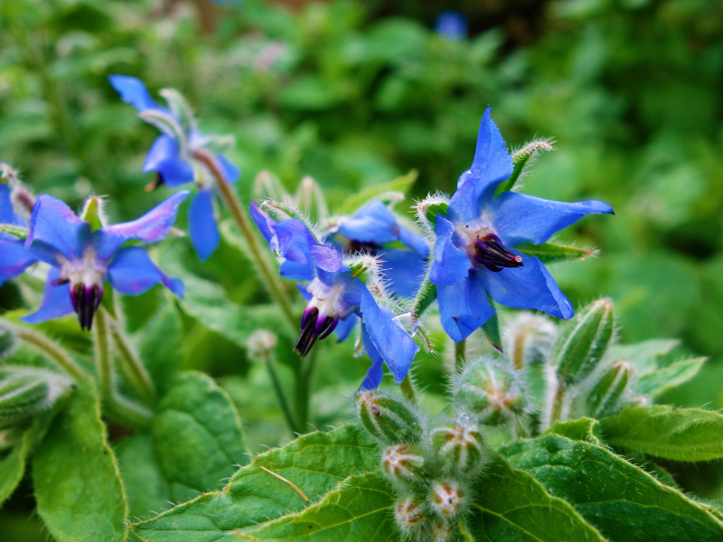 Edible Flowers - Borage