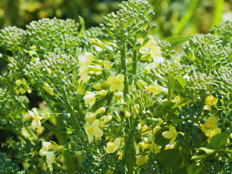 Edible Flowers - Broccoli Flowers