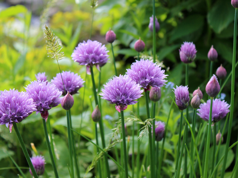 Edible Flowers - Chive Blossom