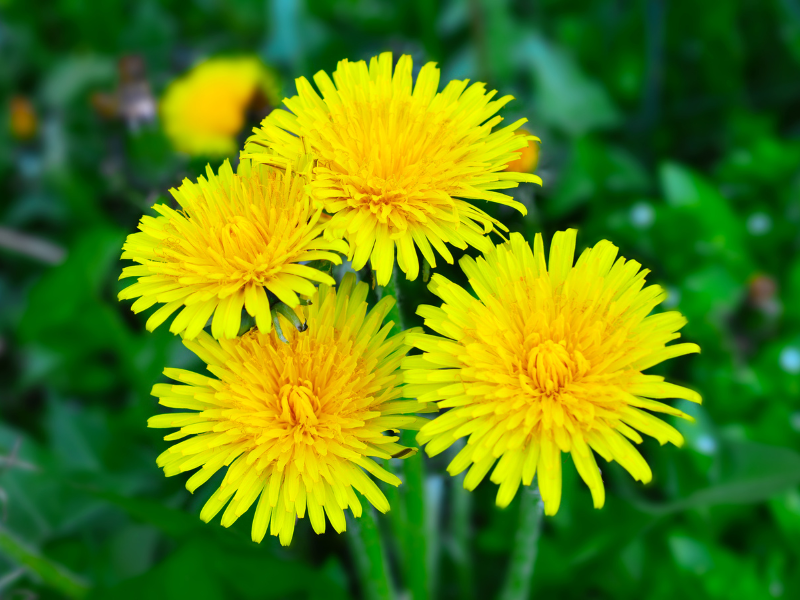 Edible Flowers - Dandelion