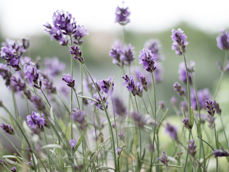 Edible Flowers - Lavender