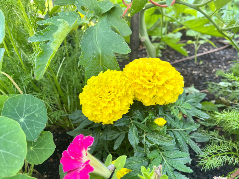 Edible Flowers - Marigold