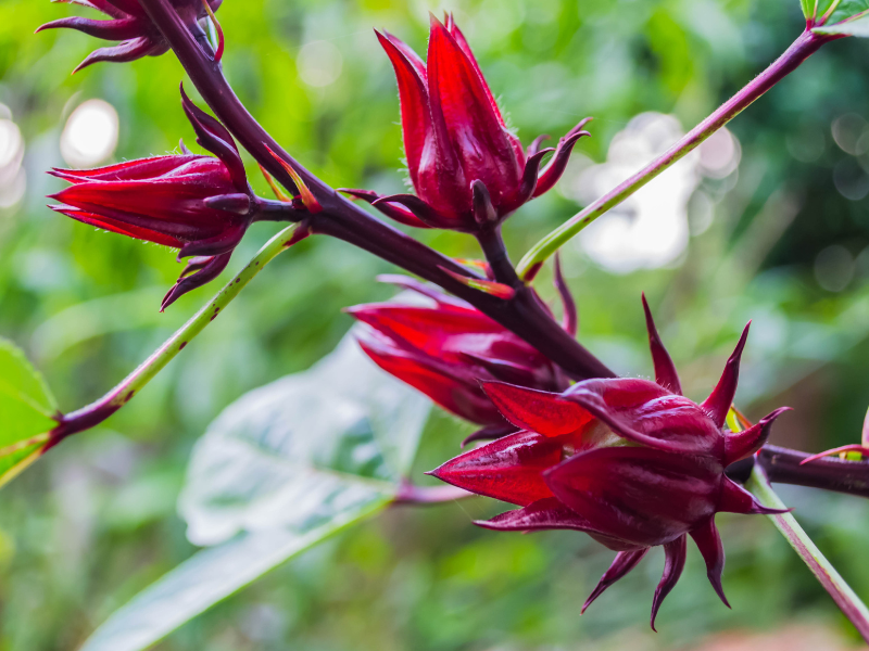 Edible Flowers - Roselle Hibiscus