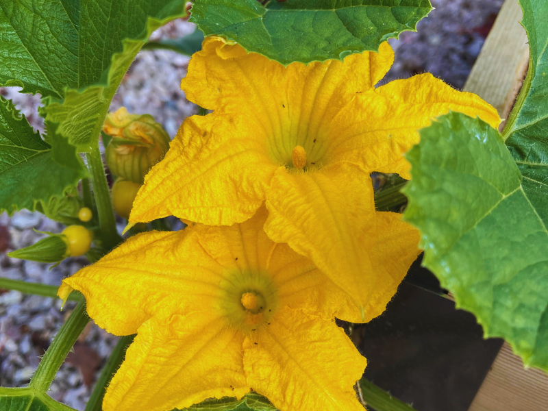 Edible Flowers - Squash Blossoms