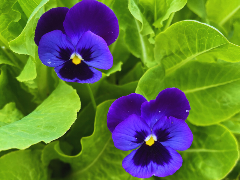Edible Flowers - Viola-Pansy