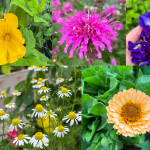 Edible Flowers You Can Grow at Home