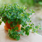 How to Grow Oregano in Containers