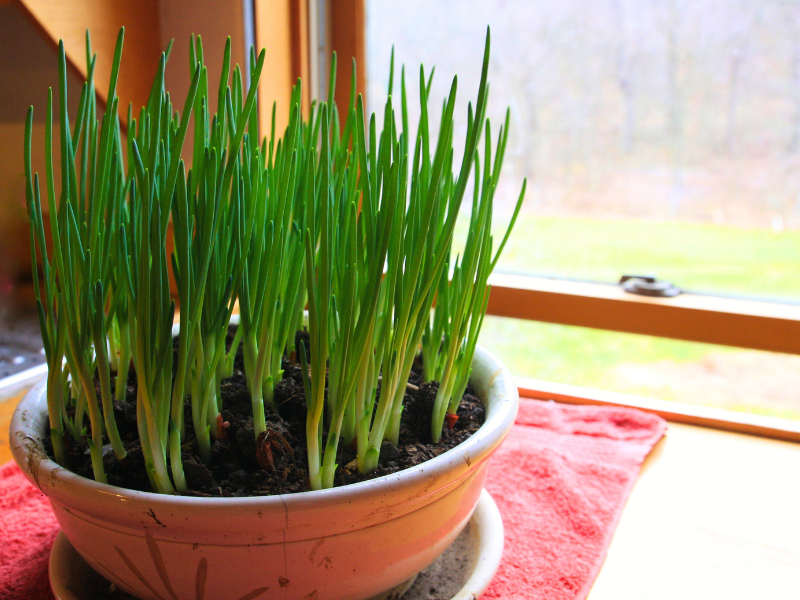 5 Fast Vegetables You Can Grow in 30 Days - Green Onions