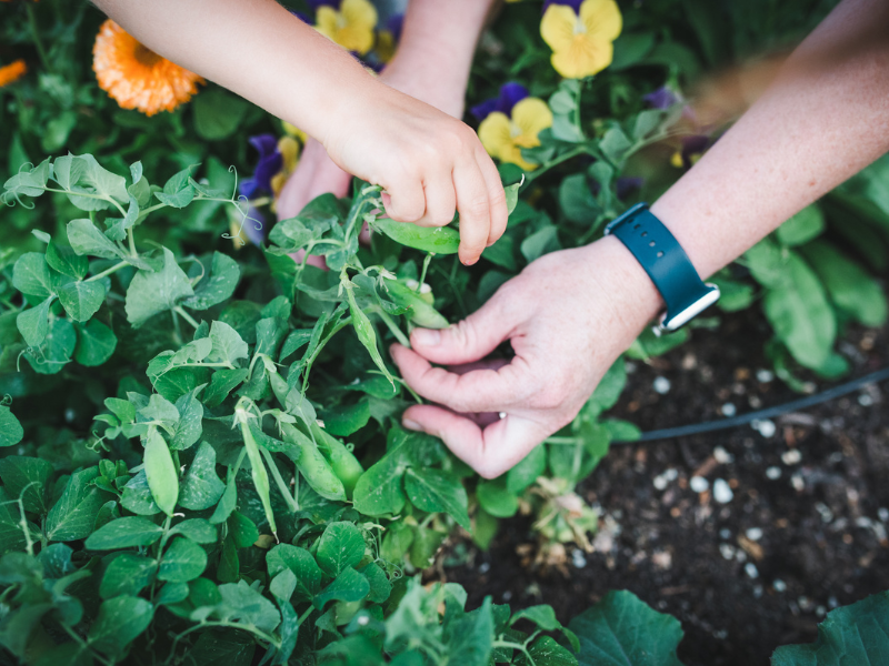 5 Fast Vegetables You Can Grow in 30 Days - Pea Shoots