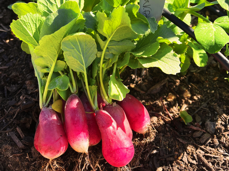 5 Fast Vegetables You Can Grow in 30 Days - Radishes