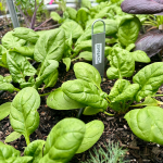 5 Fast Vegetables You Can Grow in 30 Days - Spinach