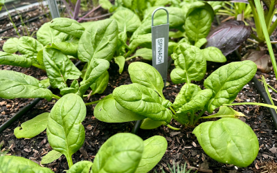 5 Vegetables You Can Grow in 30 Days