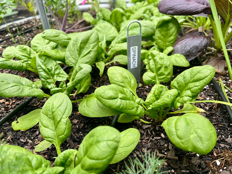 5 Fast Vegetables You Can Grow in 30 Days - Spinach