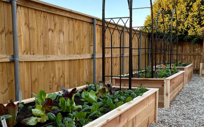Top 10 Raised Bed Gardening Mistakes and How to Avoid Them