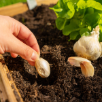 Growing Garlic for Beginners - How to Plant Garlic Cloves