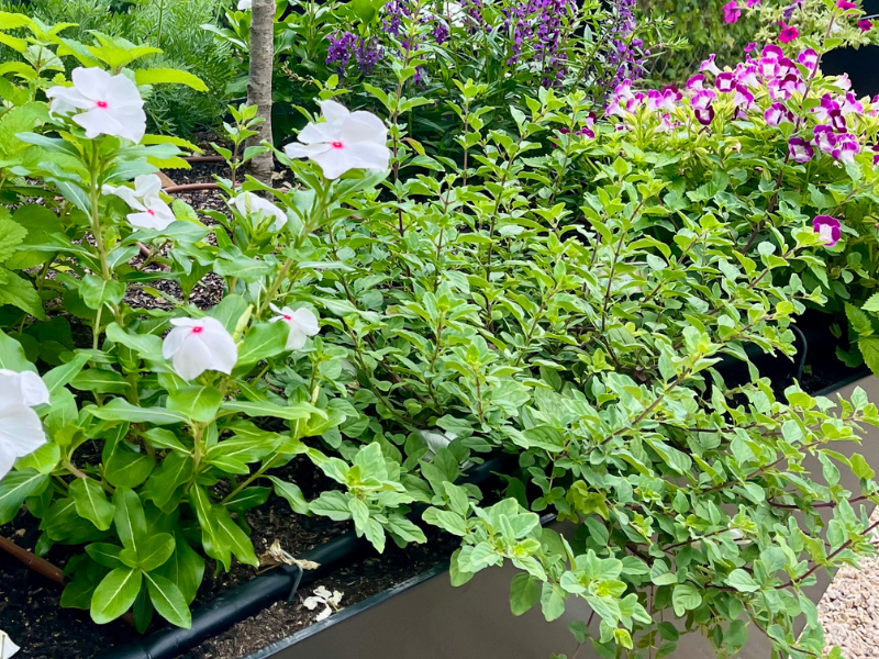 Herbs to Grow for Tea Garden - Oregano growing in black raised container with flowers.