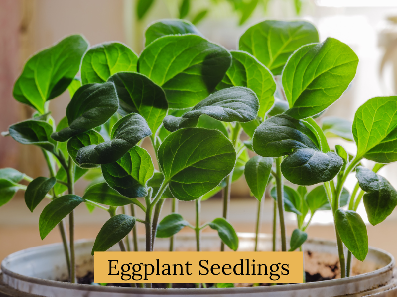 Indoor vs. Outdoor Seed Starting - Eggplant Seedlings