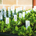 vegetable seedlings labeled and sitting in the sun outdoors